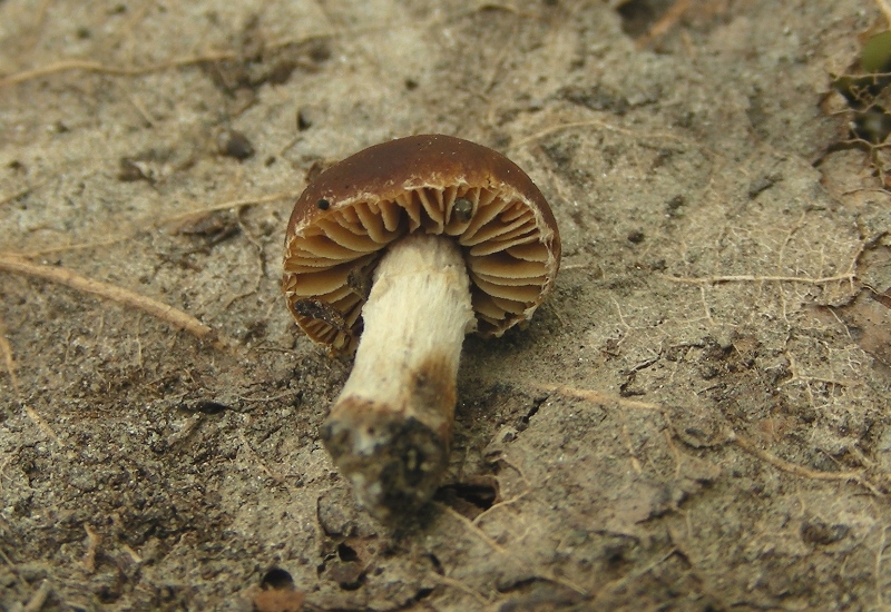 Pholiotina sp. (cfr. Conocybe aporos)